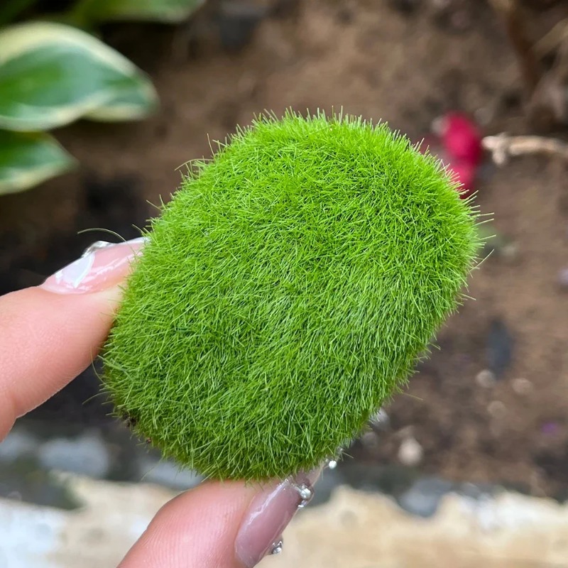 100/5 قطعة من أحجار الطحلب الا - مراجعة Sphagnum Moss Dry وسعره