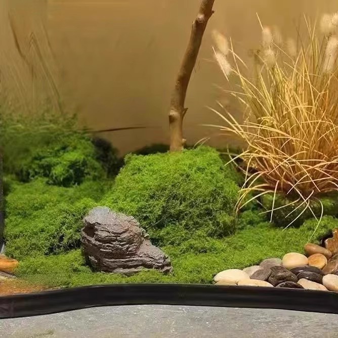 عشب الحياة الأبدية 200 جرام، ن - مراجعة Sphagnum Moss Dry وسعره